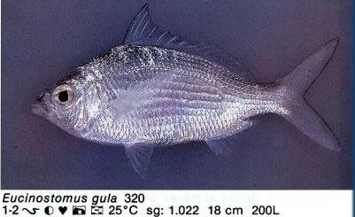 Eucinostomus gula
